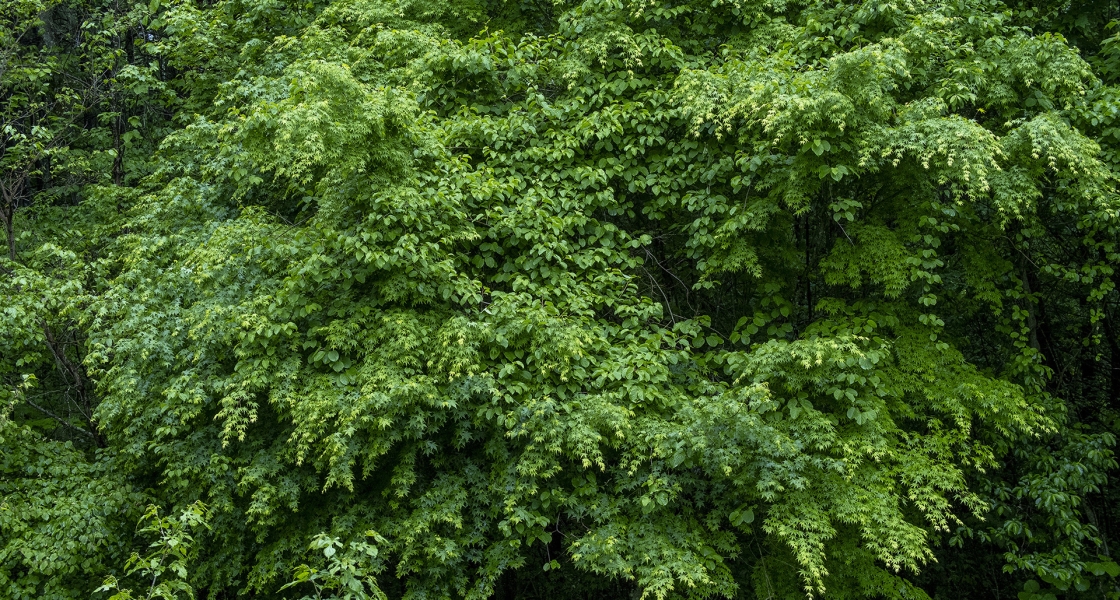 052525 0.95/25 E-M1X