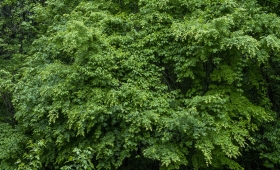 052525 0.95/25 E-M1X