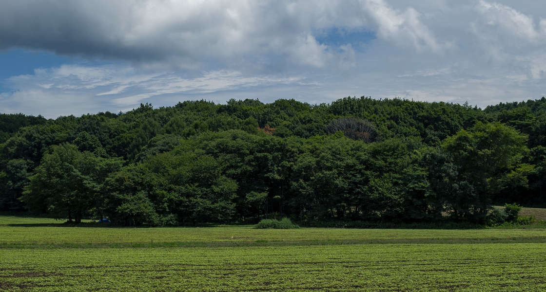080925 1.2/55 D4 2