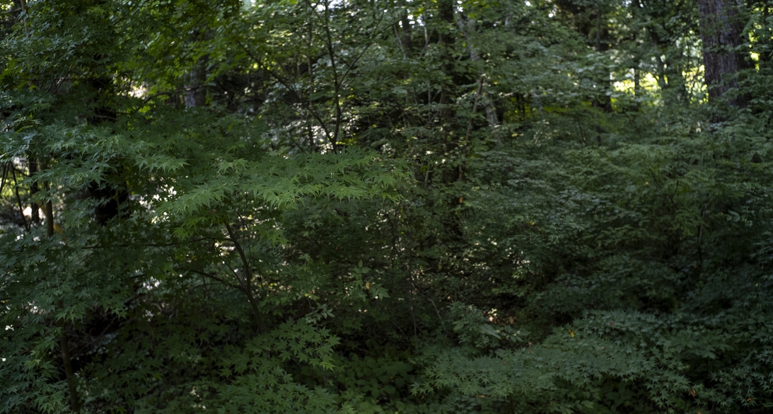 082525 1.4/35 fp 7