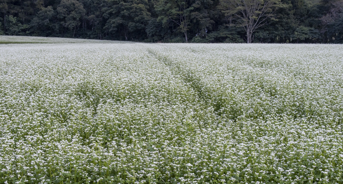 090725 0.95/25 E-M1X